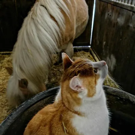 شقة Bio & Reiterhof Der Veitenhof *