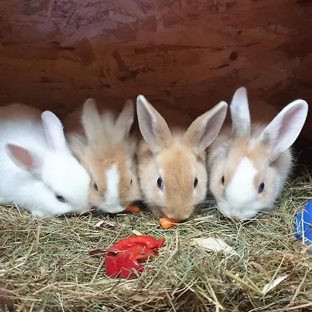 Bio & Reiterhof Der Veitenhof *