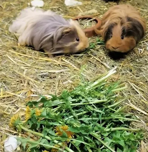 Bio & Reiterhof Der Veitenhof Appartement *