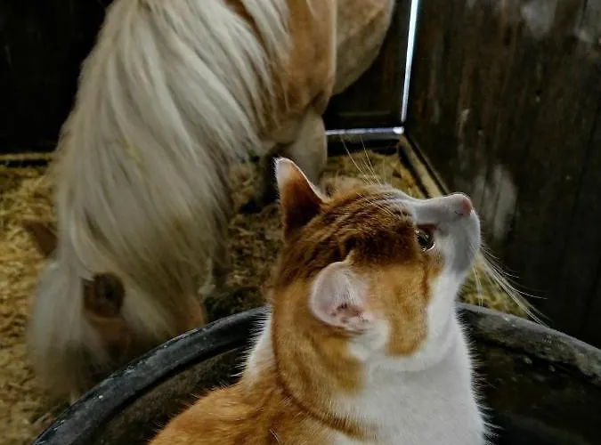 Appartement Bio & Reiterhof Der Veitenhof *