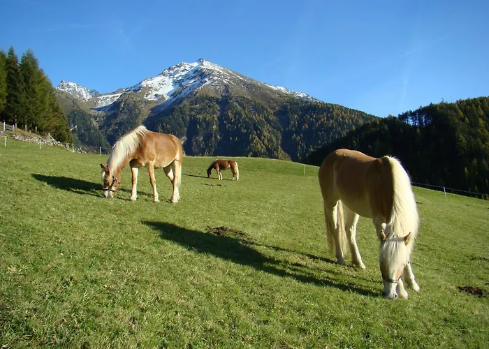 Bio & Reiterhof Der Veitenhof * Niederthai