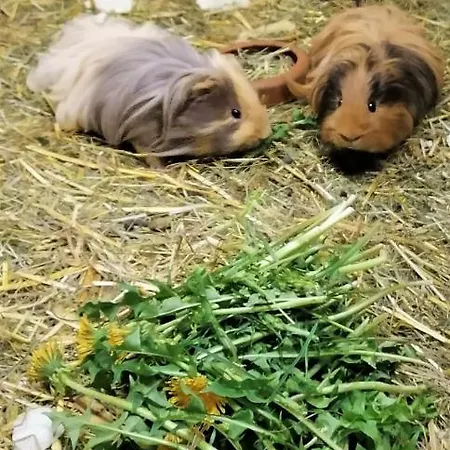 Bio & Reiterhof Der Veitenhof Апартаменты *